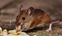 24 Hour & Emergency Exterminators in Redington, AZ